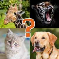 Animal Quiz - Learn All Animals and Birds