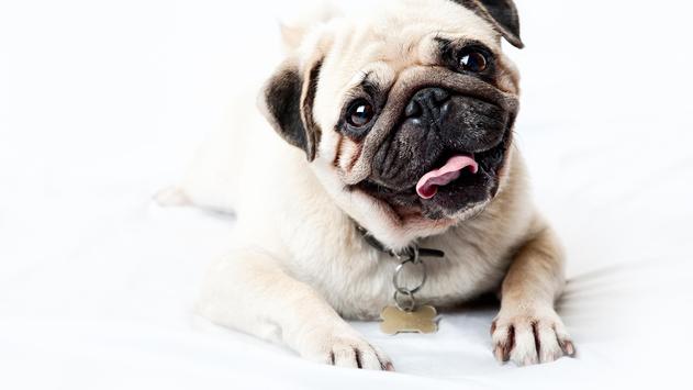 Pug Photos Download The BEST Free Pug Stock Photos  HD Images