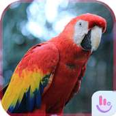 Colorful Parrot HD Wallpaper on 9Apps