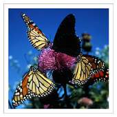 Butterflies - Live Wallpaper