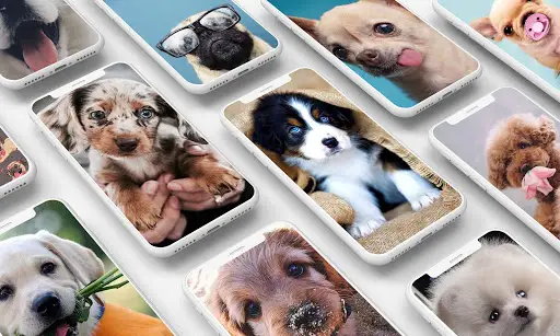 Descarga de la aplicación Fondos De Pantalla Perritos 2023 - Gratis - 9Apps