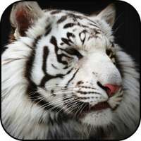 White Tigers Lock Screen Wallpaper on 9Apps
