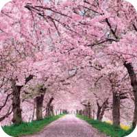 Cherry Blossom Wallpaper Best 4K
