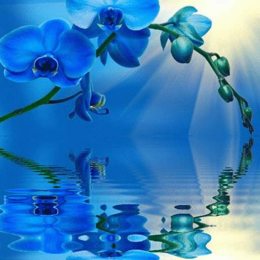 Blue Orchid Live Wallpaper