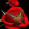 Red Roses Butterfly LWP