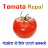 Tomato Nepal