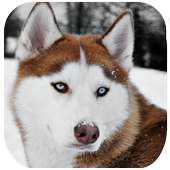 Husky Dog Wallpapers HD on 9Apps