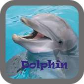 Dolphin wallpaper on 9Apps