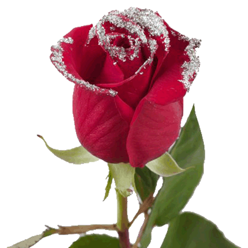 Good morning Flowers Roses 4K icon
