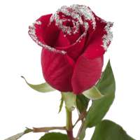 Good morning Flowers Roses 4K on 9Apps