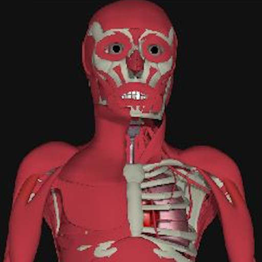 3D Human Anatomy Atlas -Free