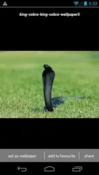 King Cobra Snake Wallpapers HD APK Download 2023 - Free - 9Apps King Cobra Snake Wallpapers HD APK Download 2023 - Free - 9Apps