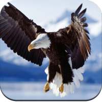 Eagle Wallpaper HD on 9Apps