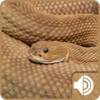 Rattlesnake Sounds on 9Apps