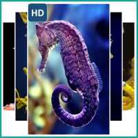 Sea Horse Wallpaper on 9Apps