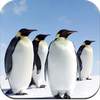 Penguin Wallpaper HD