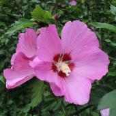 Sunny hibiscus