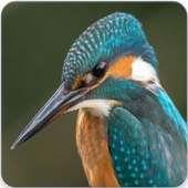Common Kingfisher Bird Call : Kingfisher Sound
