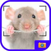 Nasty Rats In Your Photo on 9Apps