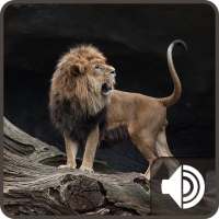 Lion Sounds on 9Apps