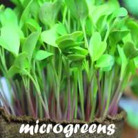 Microgreens Guide