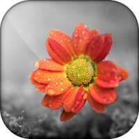 Color Splash - Photo Color Pop 📷 & Photo Recolor on 9Apps