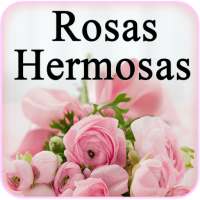 Rosas Hermosas - Imagenes de Rosas Bonitas