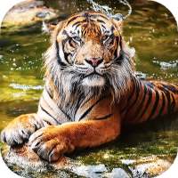 Tygrys Animowana tapeta - tła hd