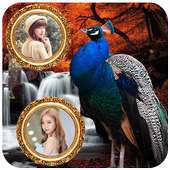 Peacock Dual Photo Frame on 9Apps