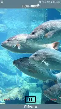 Animal Photo spelling in English APK Download 2023 - Free - 9Apps Animal Photo spelling in English APK Download 2023 - Free - 9Apps