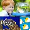 Fish Photo Collage Maker