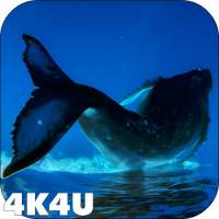 4K Whales Video Live Wallpapers