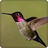 Hummingbird Call Sounds Ringtone on 9Apps