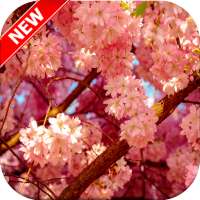 Cherry Blossom Wallpaper 🌼