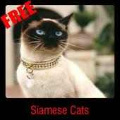 Siamese Cats on 9Apps