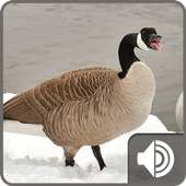 Goose Sounds on 9Apps