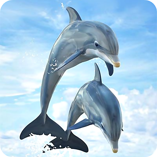 HD cute dolphin wallpapers  Peakpx