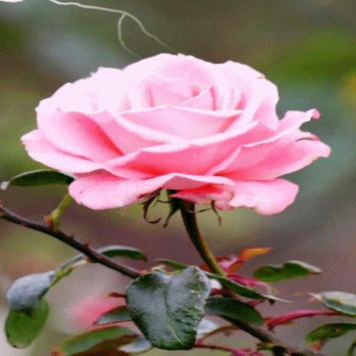 Lighting Pink Rose LWP