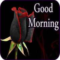 Good Morning Messages & Images with Flowers Roses