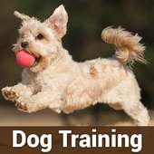 Dog Training Complete Guide | Videos on 9Apps
