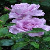 Rainy Purple Rose LWP
