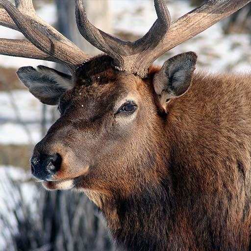 Elk Sounds - Ringtone,Alarm & Notification Sounds