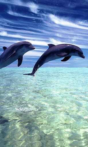 Dolphins Dolphin Heart HD phone wallpaper  Pxfuel
