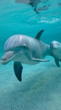 Descarga de la aplicación Fondos de pantalla de delfines 🐬 Imágenes  Bonitas 2023 - Gratis - 9Apps