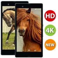 Horse HD Wallpapers  - 4k & Full HD Wallpapers