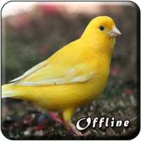 Kicau Burung Kenari MP3 Offline on 9Apps