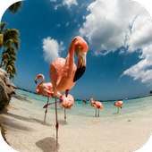 Flamingo HD Wallpaper on 9Apps