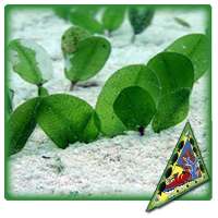 Seagrass in Palau on 9Apps