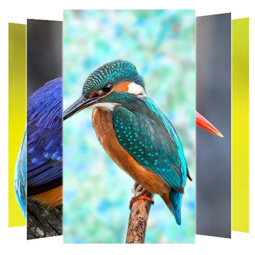 Kingfisher birds Wallpaper