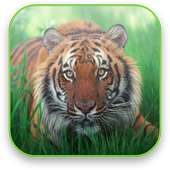 Tiger Free Video Wallpaper